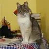 Отзыв от Алиса Ежова